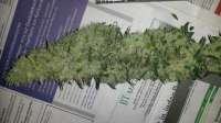 Picture from SirSuperSkunk (Skunk Nr1)