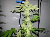 Picture from KushIsGood (Skunk Nr1)