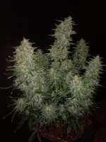 Sensi Seeds Sticky Orange XXL Automatic - photo made by Watcheck