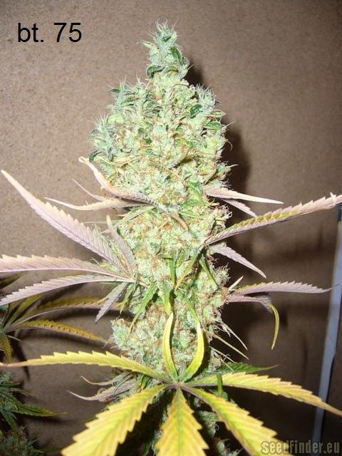 Sensi Seeds Super Skunk