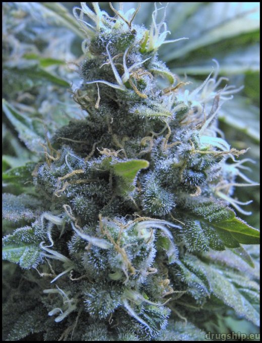 Serious Seeds AK47