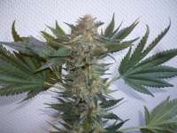 Picture from merlin (Serious Kush)