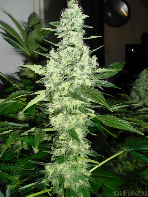 Serious Seeds White Russian