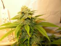 Picture from hemp47 (White Russian)