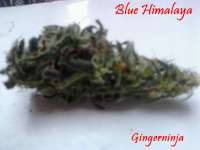 Picture from Gingerninja (Blue Himalaya)