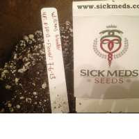 SickMeds Seeds William's Wonder - photo made by MedicalMattAK