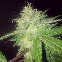 Sin City Seeds Sage N' Sour OG - photo made by OGchema