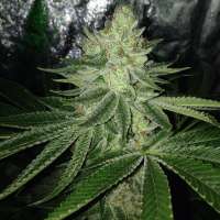 Sin City Seeds TruePower OG - photo made by admin