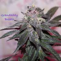 Picture from Slanted (Granddaddy Breath)