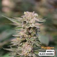SnowHigh Seeds Black Mamba - photo made by SunClone