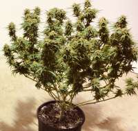 SnowHigh Seeds Grape Krush F3 - photo made by BOBNTRISH