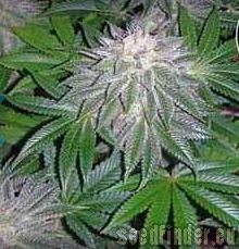SoCal Seed Collective SoCal White Lightening