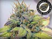 SoCal Seed Collective Sonoma Black Dawg - photo made by webdonkey