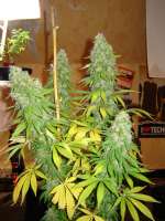 Spliff Seeds Afghani Gold - photo made by groenevinger