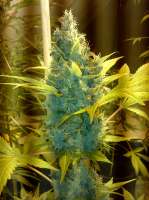 Picture from Theovanderveen (Blue Medi Kush)