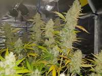 Picture from hydrohippy (Crystal White)