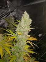 Picture from hydrohippy (Crystal White)