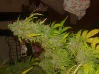 Spliff Seeds Medical Kush Automatic - photo made by Chaoticgrafix