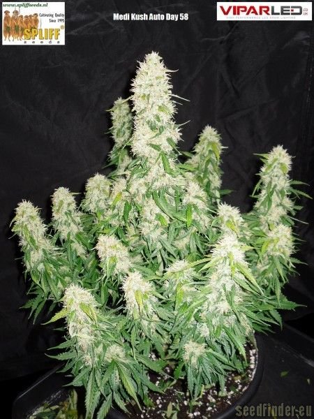 Spliff Seeds Medical Kush Automatic