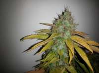 Picture from Shishkinn (Moon Walker Kush)