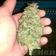 Spliff Seeds Spliff's Strawberry