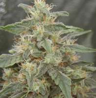 Picture from SmokingBarney (White Widow)