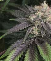 Picture from StaffTHC (Bruce Banner)