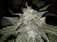 Picture from SterquiliniisSeeds (Mai Tai)