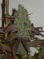 Picture from Cultivator420 [Sonic Screwdriver]