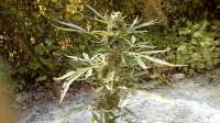 Picture from Wiji30 (White Widow)