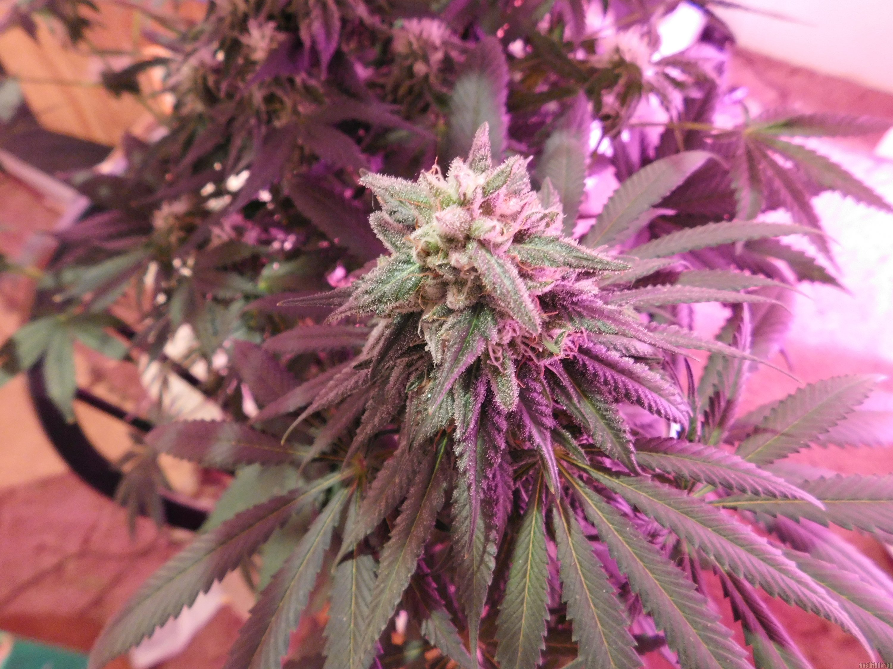 Swamp Donkey Seeds Purple Frost Monster