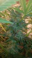 Picture from luisdeobra (Black Jack Auto)