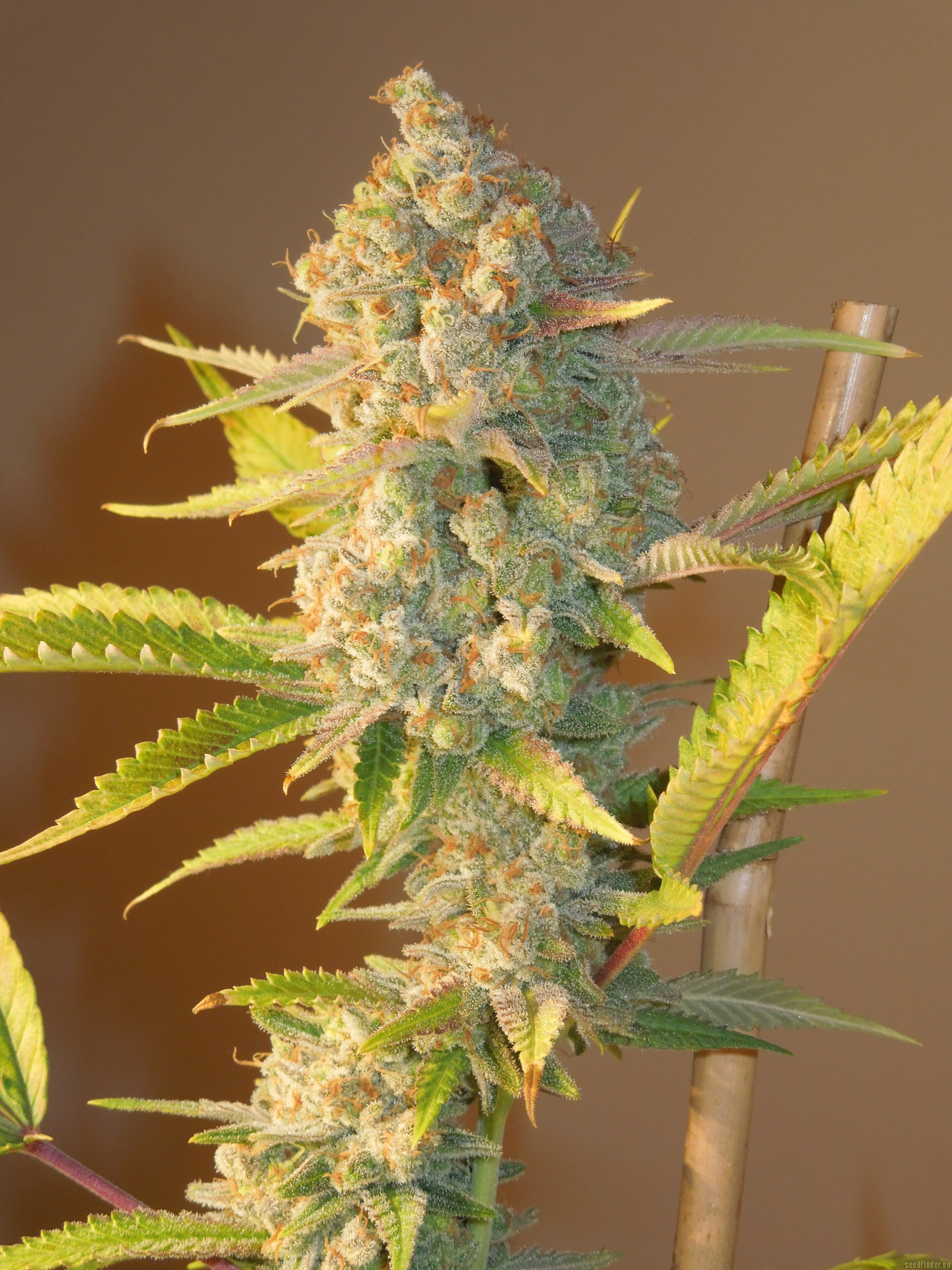 Green Poison (Sweet Seeds) Cannabis Strain Info