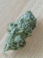Picture from BudBro (Green Poison)