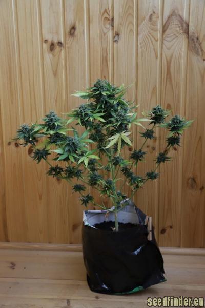 Jack 47 Auto (Sweet Seeds) :: Cannabis Strain Info