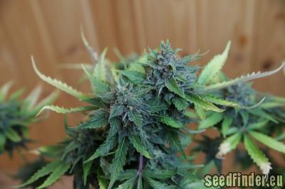 Jack 47 Auto (Sweet Seeds) :: Cannabis Strain Info