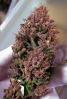 Picture from weeed (Red Hot Cookies)