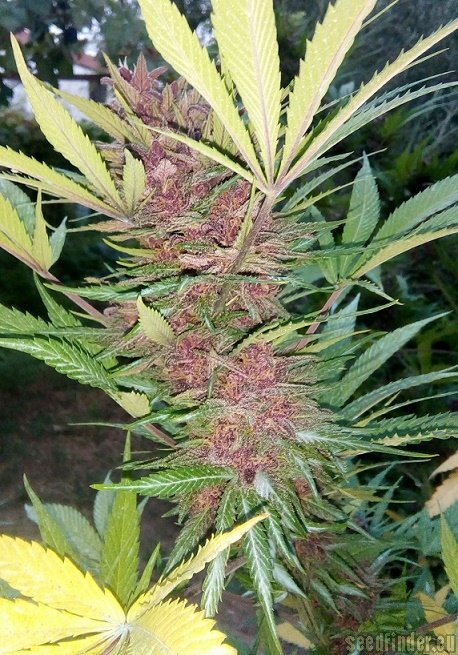 Sweet Seeds Red Mandarine F1 Fast Version