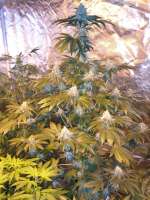 Picture from barnsy73 (Burmese Kush)