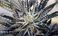 Picture from admin (Cold Creek Kush)