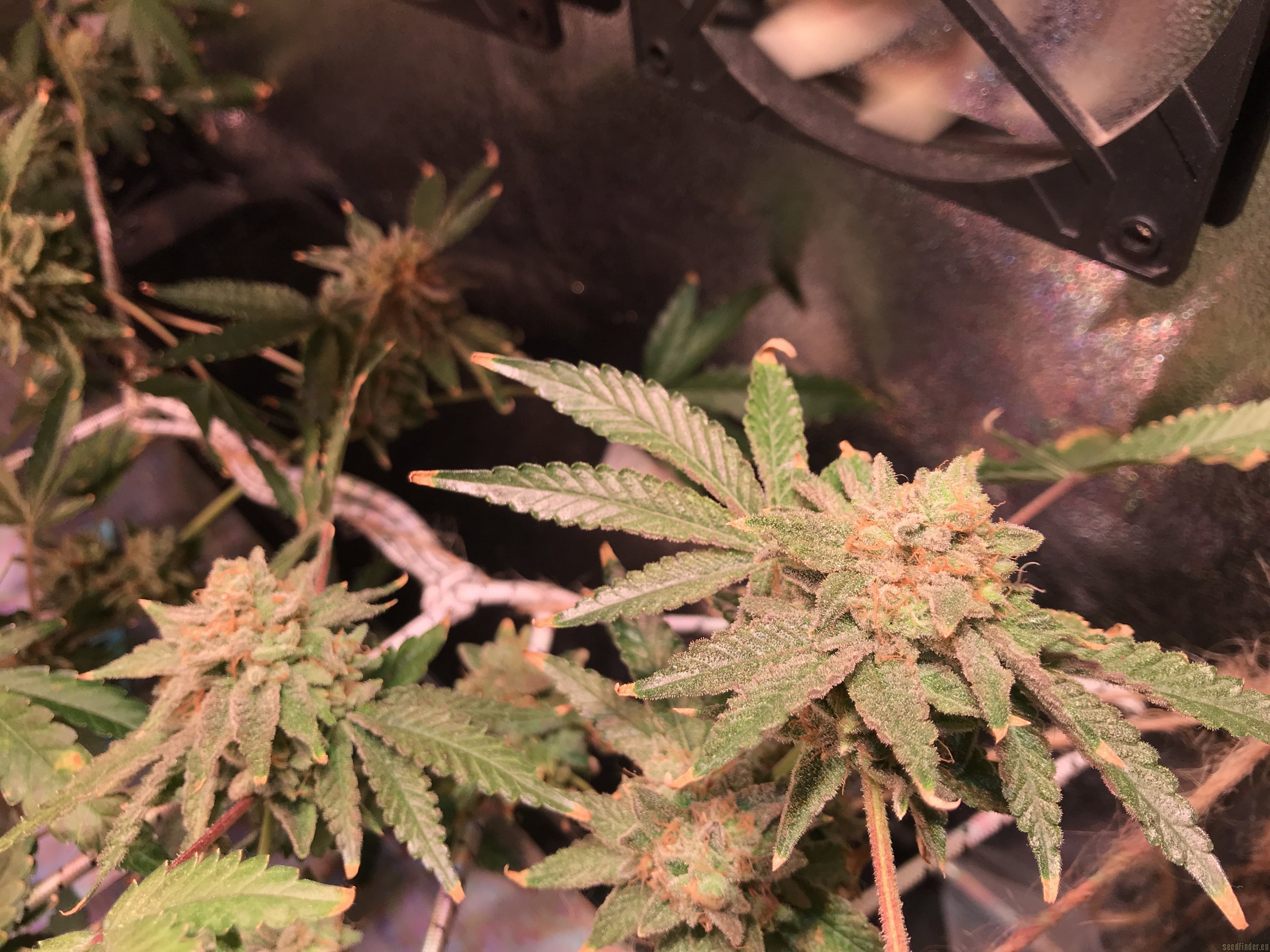 Fruity Loops (INDOOR) THC-A Flower I