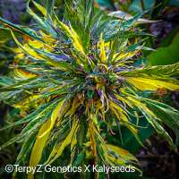 TerpyZ X KalySeeds Trinidad Gold SWAG - photo made by TerpyZ