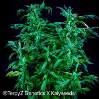 TerpyZ X KalySeeds Trinidad Gold SWAG - photo made by TerpyZ