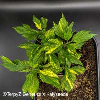 TerpyZ X KalySeeds V9 Tiger (Violetta SWAG variegata) - photo made by TerpyZ