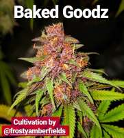 The Bakery Genetics BakedGoodz - photo made by Thebakerygenetics