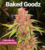 The Bakery Genetics BakedGoodz - photo made by Thebakerygenetics