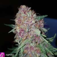 Picture from Thebakerygenetics (Chloe Simone)