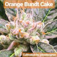 The Bakery Genetics Orange Bundt Cake - photo made by Thebakerygenetics