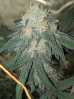 Picture from PremiumSeeds (Cherry Zephyr)