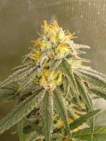 Picture from PremiumSeeds (Cherry Zephyr)